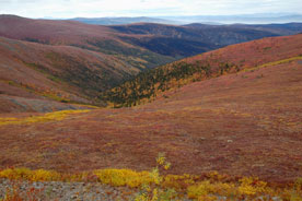 Arctic tundra - Top of the World Highway, Yukon Territory, Canada