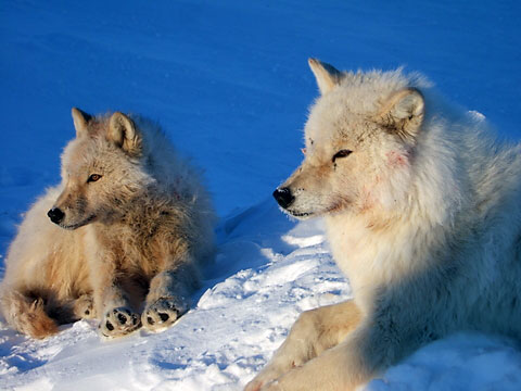 arctic wolves