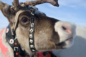 reindeer in Lapland, northern Scandinavia