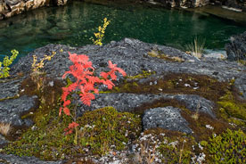 Rowan tree in Abisko National Park, Sweden