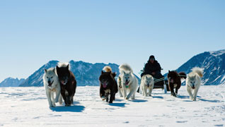 sled dogs in the Arctic